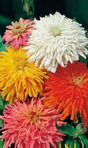 Цинния ГИГАНТСКИЕ ЛУЧИ кактусовидная