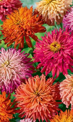 Цинния ЛАМБАДА &mdash; Кактусовидная