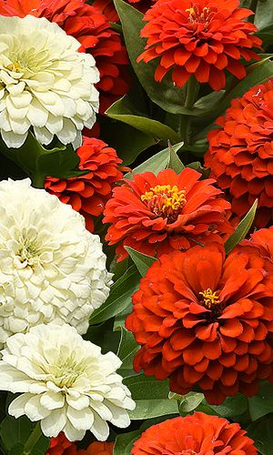 Цинния МАТРЁШКА &mdash; Яркая контрастная смесь