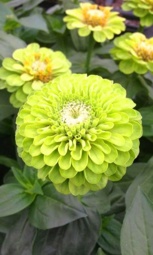 Цинния ЗЕЛЁНЫЙ ПРИНЦ &mdash; Георгиноцветковая