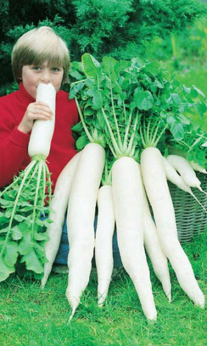 Дайкон МОСКОВСКИЙ БОГАТЫРЬ
