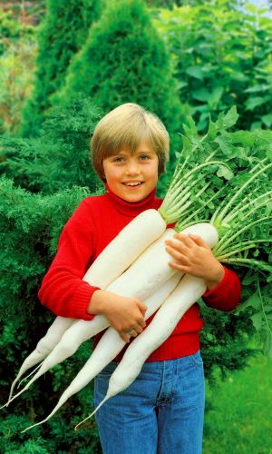 Дайкон СНЕЖНО-БЕЛЫЙ ГИГАНТ F1