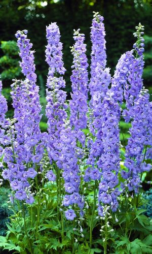 Дельфиниум ДЖИНЕВЕР