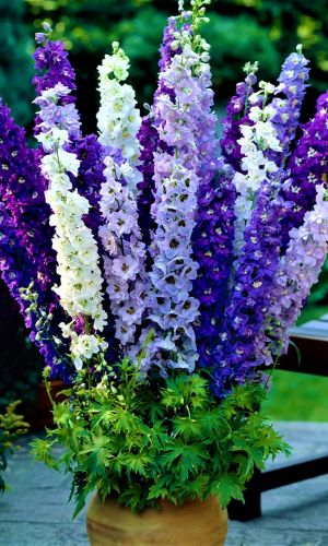 Дельфиниум ПАЦИФИК СМЕСЬ