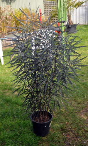 Дизиготека ИЗЯЩНАЯ