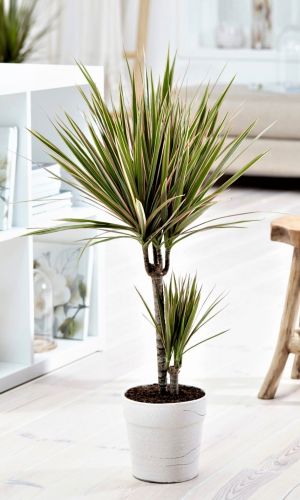 Драцена канарская ДРАКОНОВО ДЕРЕВО