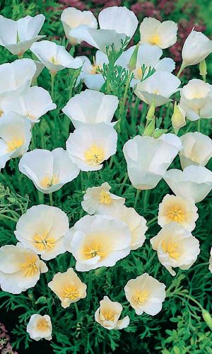 Эшшольция БЕЛАЯ МАГИЯ