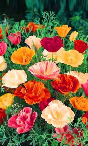 Эшшольция НЕАПОЛИТАНСКАЯ РИВЬЕРА