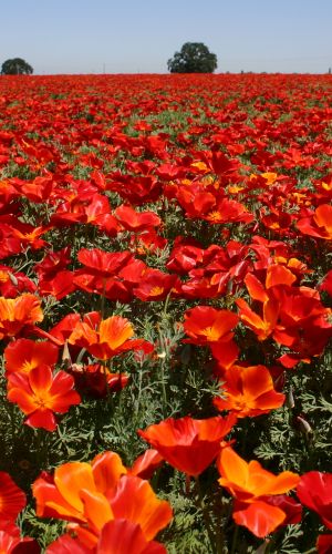 Эшшольция ЗОРЬКА