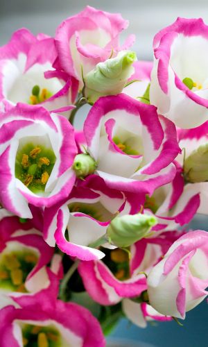 Эустома махровая АВС РОУЗ РИМ