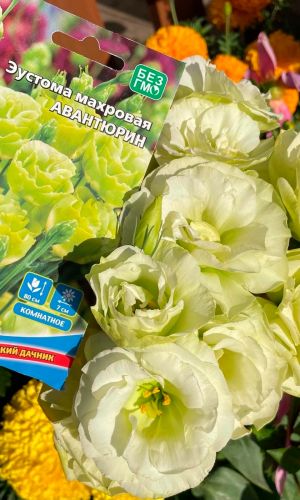 Эустома махровая (лизантус) АВАНТЮРИН