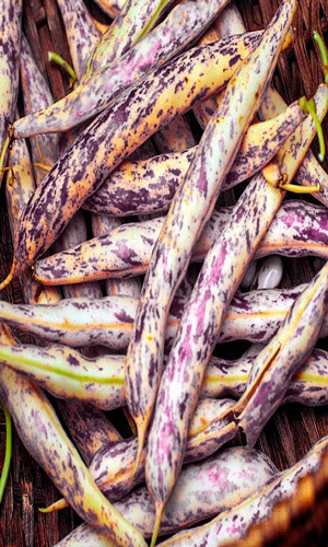 Фасоль ЕГИПЕТСКАЯ СИЛА