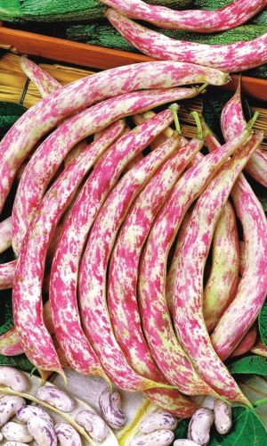 Фасоль КРАСНЫЙ МРАМОР