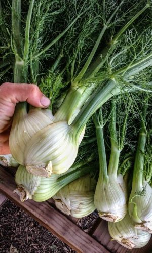 Фенхель ОГОРОДНЫЙ