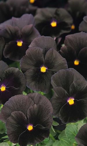 Фиалка рогатая СОРБЕТ БЛЭК ДЕЛАЙТ F1