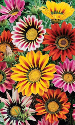 Газания ГИБРИДНАЯ СМЕСЬ