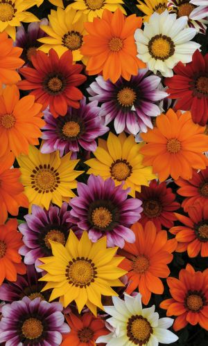 Газания гибридная СОСЕДСКАЯ ЗАВИСТЬ