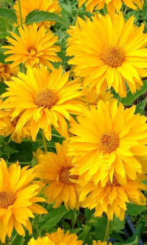 Гелиопсис ЛЕТНЕЕ СОЛНЦЕ