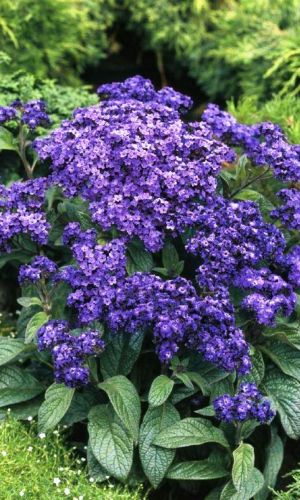 Гелиотроп МАРИНА