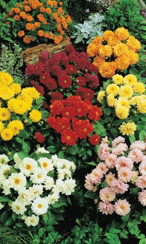 Георгина КАЛЕЙДОСКОП