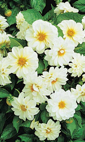 Георгина МИГНОН БЕЛАЯ КРАСАВИЦА