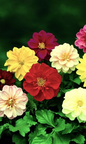 Георгина РИГОЛЕТТО