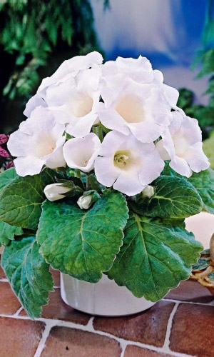 Глоксиния императрица БЕЛАЯ