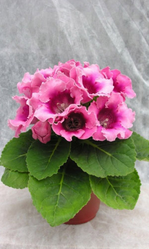 Глоксиния императрица РОЗОВАЯ БИКОЛОР