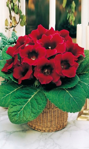 Глоксиния императрица ВИННО-КРАСНАЯ