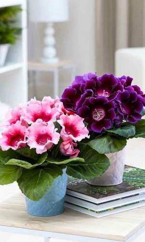 Глоксиния ЖОЗЕФИНА