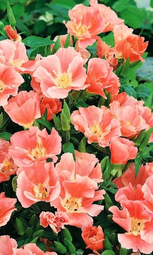 Годеция ОРАНЖ ГЛОРИ &mdash; Крупноцветковая! Яркие полумахровые цветки!