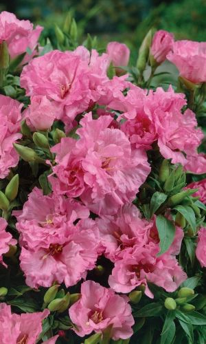 Годеция СИБИЛ ШЕРВУД &mdash; Крупноцветковая!