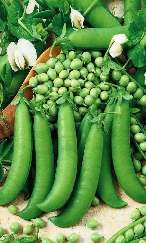 Горох МЕДОВАЯ ГОРОШИНА