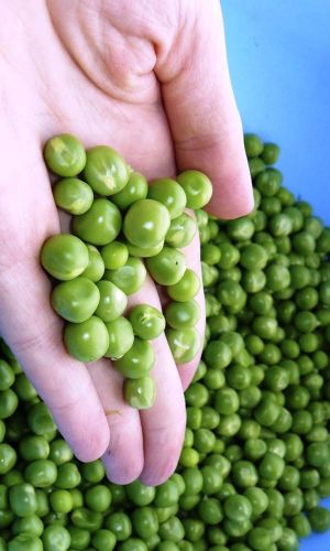 Горох САХАРНЫЙ ГИГАНТ