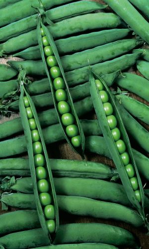 Горох СЧАСТЛИВОЕ ДЕТСТВО