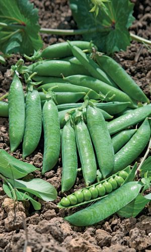 Горох СИБИРСКИЙ БОГАТЫРЬ