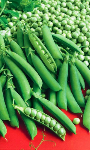 Горох СПРИНТЕР