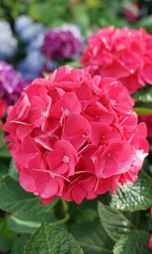 Гортензия ФОРЕВЕР ЭНД ЭВЕР РЕД