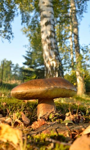 Грибы БЕЛЫЙ ГРИБ БЕРЁЗОВЫЙ