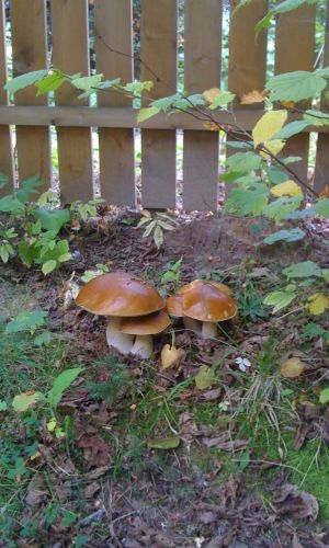 Грибы БЕЛЫЙ ГРИБ САДОВЫЙ