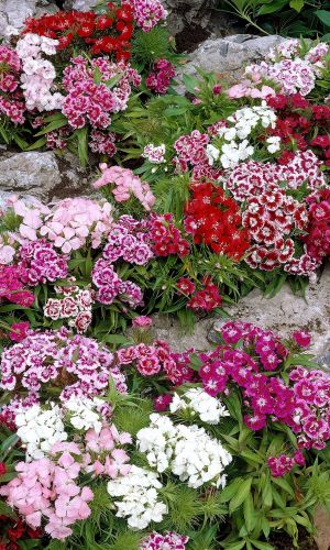 Гвоздика турецкая КАРЛИК ПИНОККИО