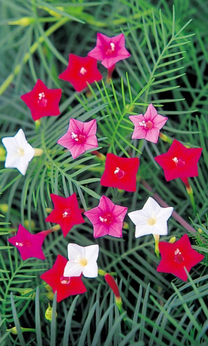 Ипомея ЛЕТНЯЯ РАДОСТЬ