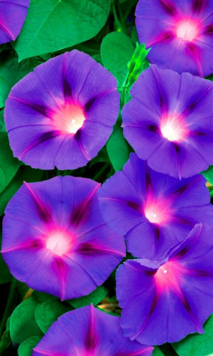 Ипомея НОЧНАЯ ГИРЛЯНДА