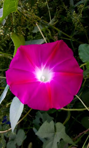 Ипомея ЗВЁЗДНАЯ РОССЫПЬ