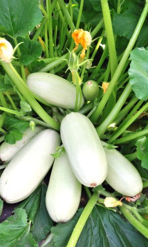 Кабачок БЕЛОПЛОДНЫЕ