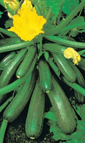 Кабачок ДЕЛИКАТЕС &mdash; Цукини