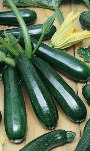 Кабачок ФАРАОН