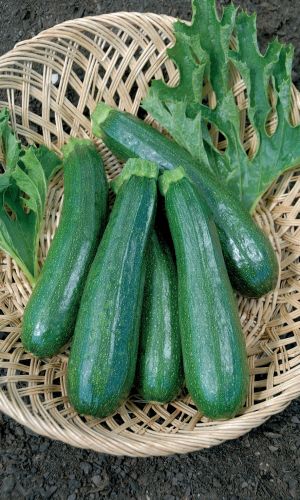 Кабачок ГОРДОСТЬ УРАЛА &mdash; Кустовой, компактный сорт! Плоды с тонкой корой! Урожайность до 10 кг.м.кв!