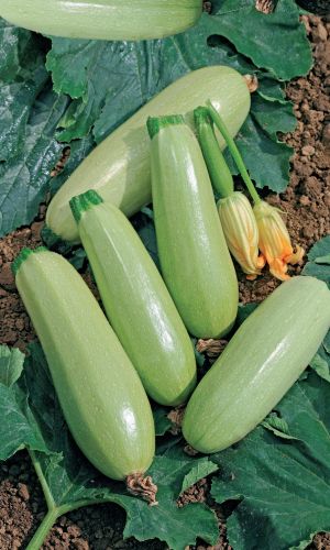Кабачок КОМАРИК F1 &mdash; Засухоустойчивый! Мякоть кремовая, нежная, плотная! Долго не перерастает! Вкус отличный!