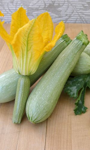 Кабачок ЗАРА F1 &mdash; Самоопыляемый! Сочетание раннеспелости и высокой урожайности!